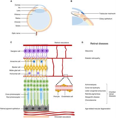 Adeno-associated virus vectors for retinal gene therapy in basic research and clinical studies